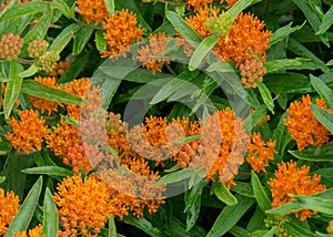 Butterfly Weed Ã¢â¬â Asclepias tuberosa